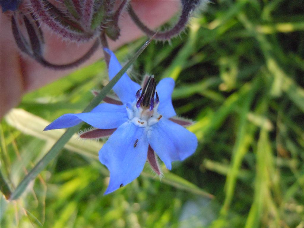 Borago officinalis / Boraggine comune